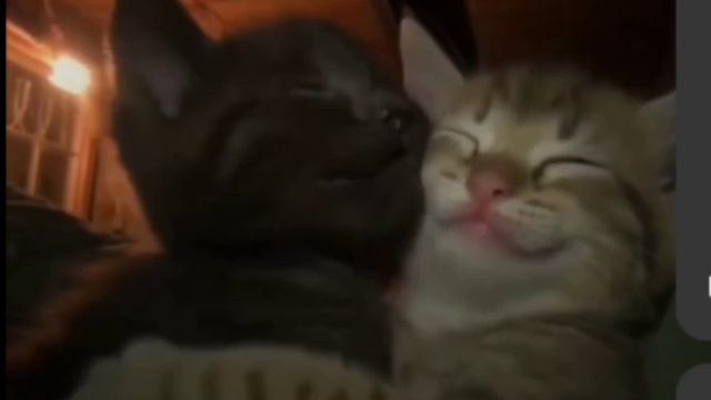 *мы? смотреть онлайн