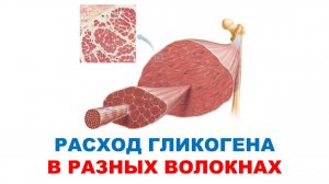 Расход гликогена при разных нагрузках / Обзор эксперимента
