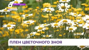 В Приморье с установлением летней погоды у людей чаще проявляется аллергия