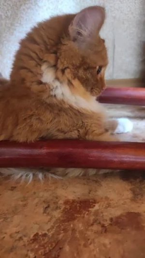 кот стримит