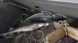 Незаконную перевозку краснокнижных осетров и черной икры пресекли сотрудники ДПС в Хабаровске