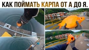 КАК ВЫЖИВАЕТ РУССКОЯЗЫЧНЫЙ МУЖИК В ЮЖНОЙ КОРЕЕ: Карпы на удочку, обучающее видео!  Снасть херабуна