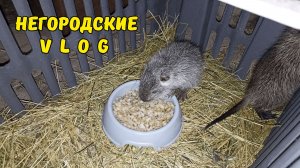 Что едят НУТРЯТА в недельном возрасте. 03.07.26
