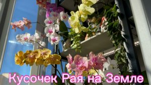 Волшебство ЛЕТНЕГО цветения ОрХиДеЙ 🌸☀️🪴 #орхидеи