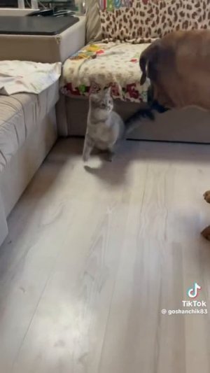 Мася - гроза на районе