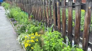 Безработная домохозяйка.Деревенские будни девушки.#Сад#Огород