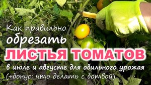 Как правильно ОБРЕЗАТЬ ЛИСТЬЯ ТОМАТОВ в июле и августе