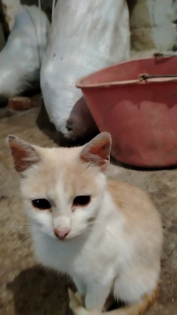 Котёнок❤️
