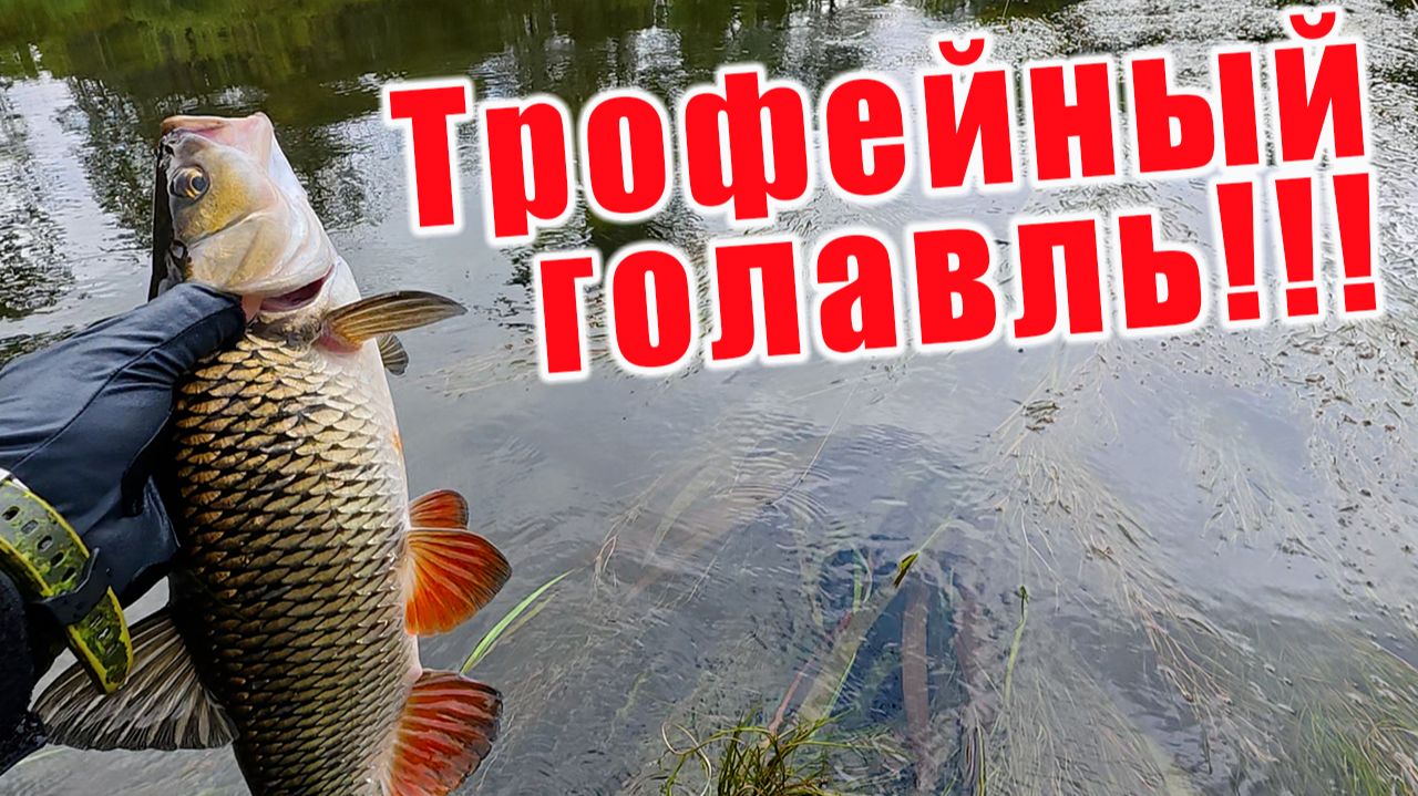 Я ОЧЕНЬ ДОЛГО ИСКАЛ ЭТОТ ПЕРЕКАТ!!! ТРОФЕЙНАЯ РЫБАЛКА НА ГОЛАВЛЯ!!! смотреть онлайн