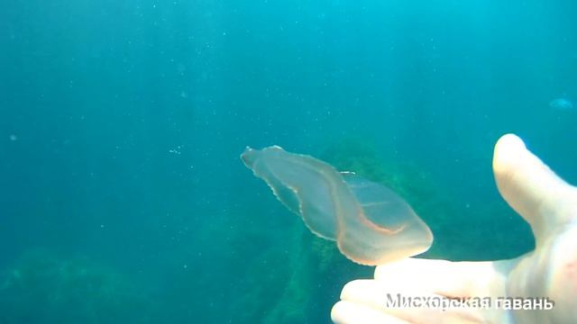 Крым Кореиз Мисхорская гавань дома. Ялта пляжи, дайвинг, кефаль, барабулька, зубарики, мальки и ребе