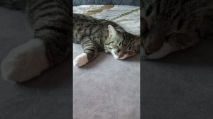 спит 🛌 красавчик Вася.