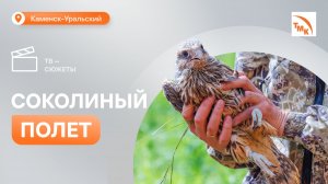 СинТЗ вновь поддержал проект по восстановлению популяции редких соколов