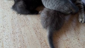 Мама-кошка укладывает детей спать. Котятам 2 месяца 07-07-2026