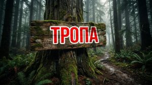 Тайна таежного заброшенного пионерлагеря: кто живет в столовой спустя 30 лет?