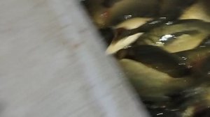 1000049188.mp4