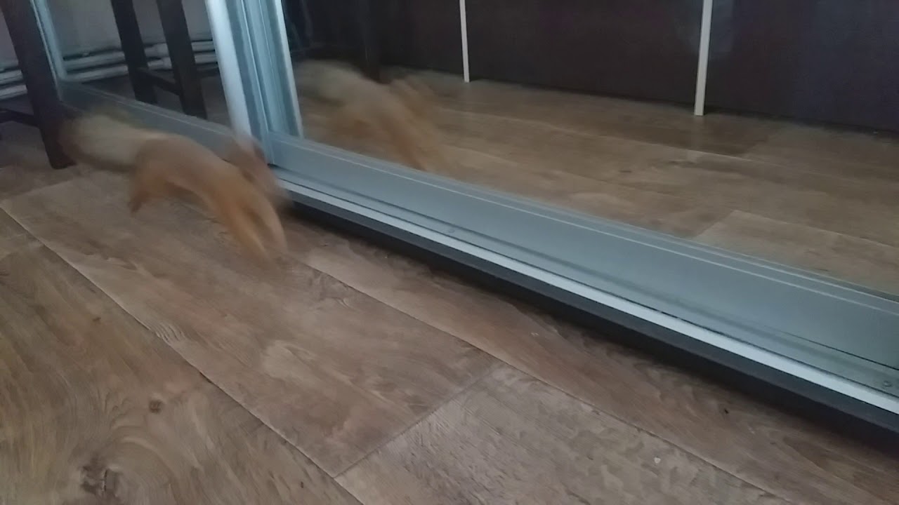 Прикол белка ищет белку🤣.Белка и зеркало. смотреть онлайн
