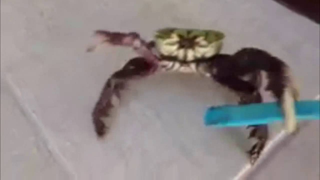 угомонись сука смотреть онлайн