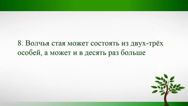 Самое интересное про волков. Топ 15 фактов. Волк против собаки смотреть онлайн