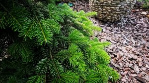 Сад редких хвойных растений!🌲Новинка! Обзор! 06.07.26 #сад #хвойные #garden #дача