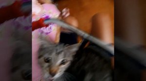 котик