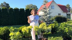 Удобрять гортензии в жару или не удобрять? Вся правда об Осмокоте
