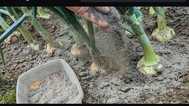 Опудриваю лук в июле таким порошком! Головки растут с кулак а луковой мухи и гнили не бывает.