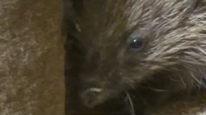Алиса Неземная. НАШ ПОСТОЯННЫЙ ГОСТЬ🦔