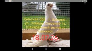 18.07.2026г Состоится ярмарка голубей в г Щёкино ТУЛЬСКАЯ ОБЛАСТЬ