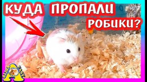 КУДА ПРОПАЛИ Хомки РОБОРОВСКОГО? / УБОРКА МЕГА СТЕЛАЖА Хомяка / СИЛЬНО ВОНЯЮТ? / Alisa Easy Pets