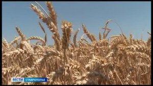 О жатве на Ставрополье губернатор доложил вице-премьеру РФ Дмитрию Патрушеву