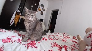 ДОБРОЕ УТРО ☀️ТАЙНАЯ ЖИЗНЬ ДОМАШНИХ ЖИВОТНЫХ🐈
