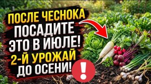 Посадите ЭТО после чеснока - и через 40 дней будете собирать новый урожай!