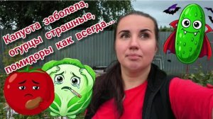 7.07.2026 Капуста заболела, огурцы страшные, помидоры с болячками, снова дождь.