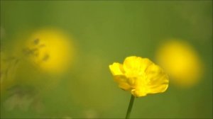 Сделайте это в ночь 7 июля. И мечта исполнится.