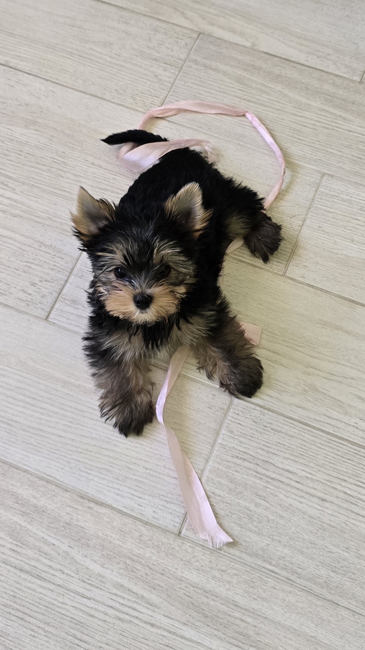 🐶Маленькая Плюшевая Жлобяра😋 #shorts