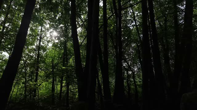 Вывезли пчел на липу. Нашли массив осота - лучший мёд снова будет! Обзор УАЗ Профи. смотреть онлайн