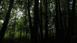 Вывезли пчел на липу. Нашли массив осота - лучший мёд снова будет! Обзор УАЗ Профи.