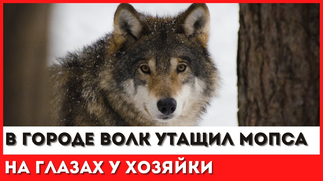 В Мурманской области волк утащил мопса во время прогулки с хозяйкой #последниеновости смотреть онлайн