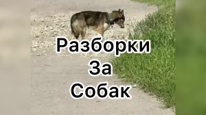 Всё в кучу. Разборки за собак