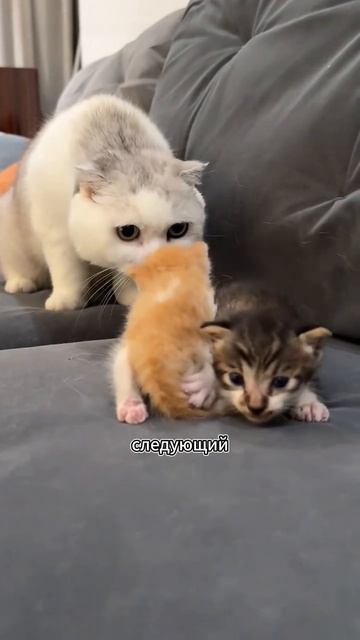 Я люблю всех животных😇 смотреть онлайн