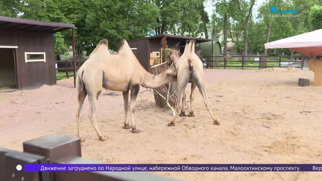 Новые двугорбые обитатели Ленинградского зоопарка