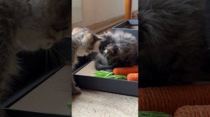 Котята Барсика и Мани в 2 месяца 07-07-2026