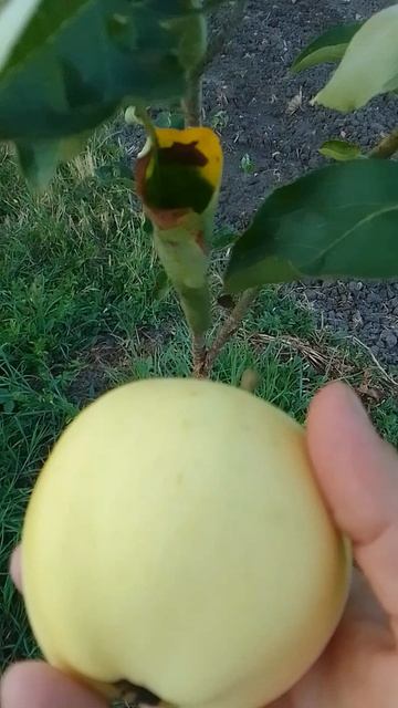 Земля дает силы