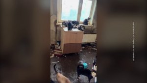 «НАСЛЕДСТВО» ИЗ СТА КОШЕК: КТО ПОМОЖЕТ ПРИЮТУ?