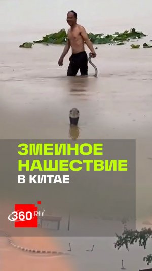 Ядовитые змеи на свободе: что происходит в Китае после мощного тайфуна