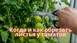 КАК ОБРЕЗАТЬ ЛИСТЬЯ У ТОМАТОВ