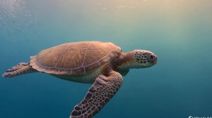 Чудесный подводный мир и его обитатели