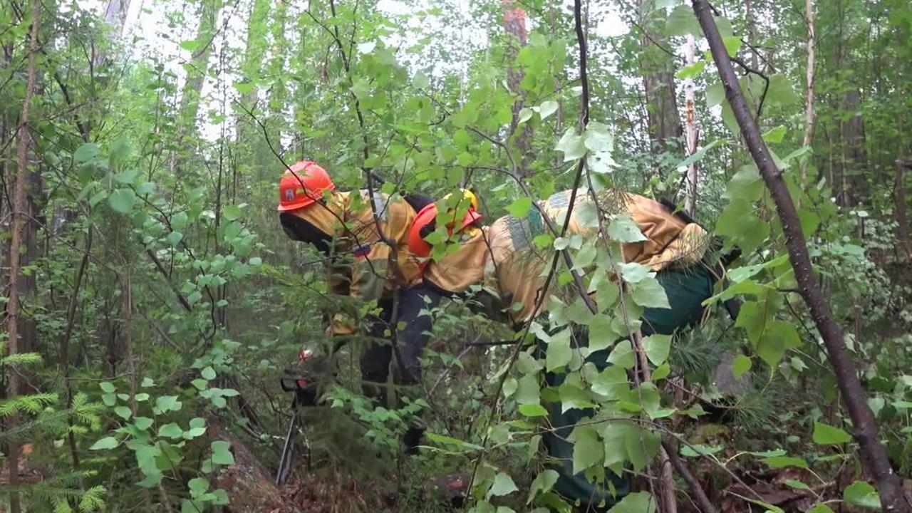 В Красноярском крае растет площадь лесных пожаров. смотреть онлайн