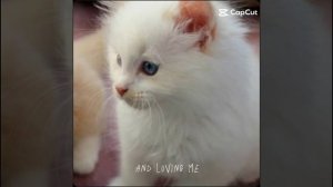 МИЛОТА ИЗ КАПКУТАА!!!