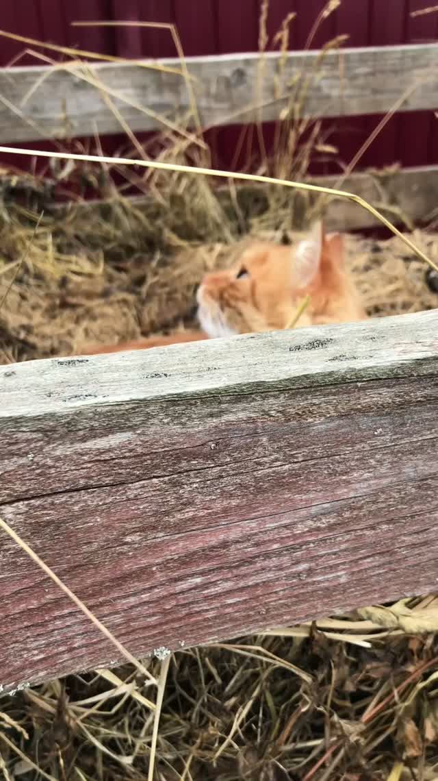 Котенок Альф